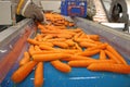 Carrots in food processing plant Royalty Free Stock Photo