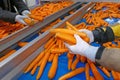 Carrots in food processing plant Royalty Free Stock Photo