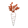 Carrots fresh vegetable red lines Royalty Free Stock Photo