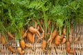 Carrots freshly dug and out of shape Royalty Free Stock Photo