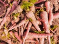 Carrots freshly harvested red carrot root vegetable unearthed food raw fresh juicy organic muddy-carrots gajar carotte photo