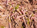 Carrots freshly unearthed harvested red carrot root vegetable food raw fresh juicy organic muddy-carrots gajar carotte photo