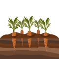 Carrots in the garden bed Royalty Free Stock Photo