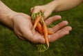 Carrots garden child grownup hands Royalty Free Stock Photo