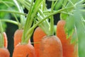 Carrots in garden Royalty Free Stock Photo