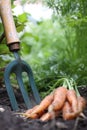 Carrots and Garden Fork