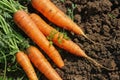 Carrots in the garden