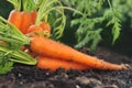 Carrots in garden soil
