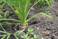 Carrots in the garden in the summer