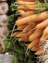 Carrots and garlic Royalty Free Stock Photo