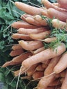 Carrots and garlic Royalty Free Stock Photo