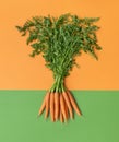 Carrots with green leaves top view. Carrots bundle isolated on a colored background