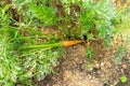 Carrots with green tops, pull out bed Royalty Free Stock Photo