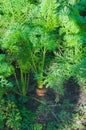 Carrots grow in the garden, a red edible root sticks out of the ground. Green carrot leaves Royalty Free Stock Photo