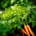 Carrots are growing in the garden, AI Royalty Free Stock Photo