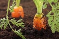 Carrots growing in the soil, Royalty Free Stock Photo