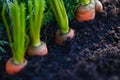 carrots growing in the soil organic farm carrot on ground , fresh carrots growing in carrot field vegetable grows in the garden Royalty Free Stock Photo