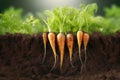 Carrots growing in soil, vibrant green tops