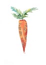 Carrots. Hand drawn watercolor painting on white background. illustration Royalty Free Stock Photo