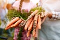 Carrots in hand in garden