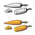 Carrots illustration