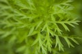 Carrots leaves Royalty Free Stock Photo