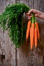 Carrots with leaves Royalty Free Stock Photo