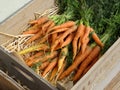 Carrots lying in a bed of straw in a wooden box Royalty Free Stock Photo