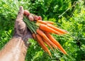 Carrots in man's hand. Royalty Free Stock Photo
