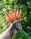 Carrots in man's hand. Royalty Free Stock Photo