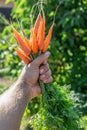 Carrots in man's hand. Royalty Free Stock Photo