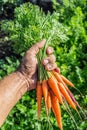 Carrots in man's hand. Royalty Free Stock Photo