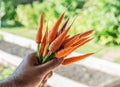 Carrots in man's hand. Royalty Free Stock Photo