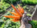 Carrots in man's hand. Royalty Free Stock Photo