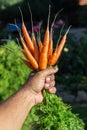 Carrots in man's hand. Royalty Free Stock Photo