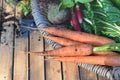 carrots and other organic vegetables in a basket freshly harvested from garden