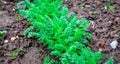 Carrots and parsley plant growing in garden Royalty Free Stock Photo