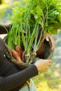 carrots, parsleys and beetroots in a basket