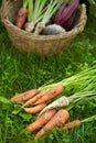 carrots, parsleys and beetroots outdoors