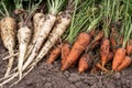 Carrots and parsnip Royalty Free Stock Photo