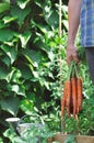 Carrots picked in garden