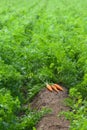 Carrots are ready for harvesting