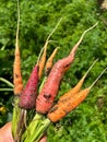 carrots, red and orange carrots, young white carrots, young vegetables plucked from the ground,