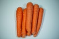 Carrots in a row, funny carrots, white background Royalty Free Stock Photo