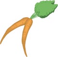 Carrots Vector Illustration