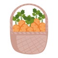 carrots vegetables in basket