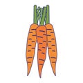 Carrots vegetables food isolated blue lines