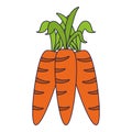 Carrots vegetables fruit