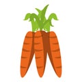 Carrots vegetables fruit