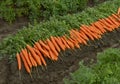 Carrots